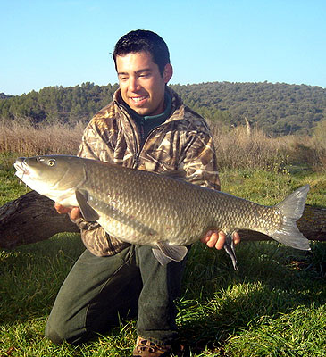 942_Common Iberian Barbel_Luciobarbus bocagei.jpg